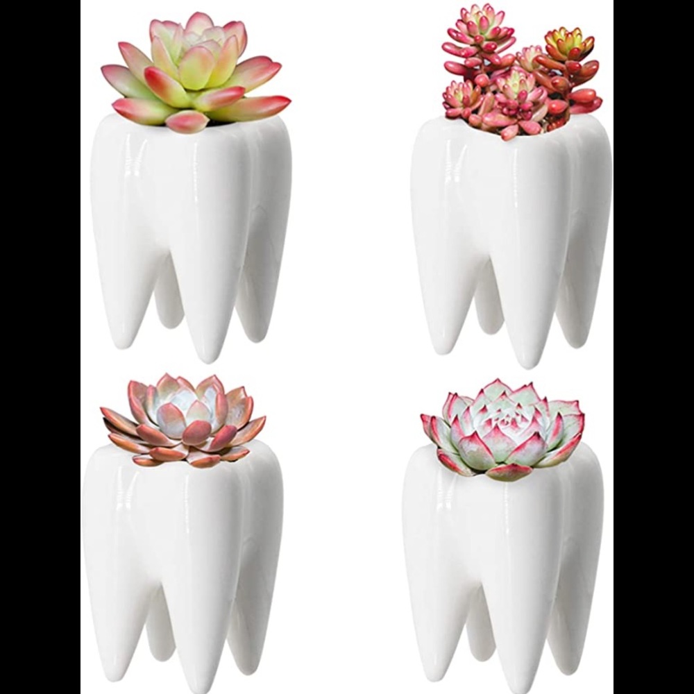 Tooth planter plant holder pencil succulent cactus